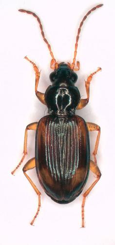 Bembidion tetracolum